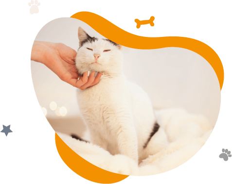 Gato blanco